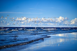 A serene scene featuring a flock of birds flying over a calm ocean. The waves gently lap against the shoreline, under a sky adorned with scattered clouds. The surface of the water reflects the blue sky and clouds, creating a peaceful and harmonious atmosphere.