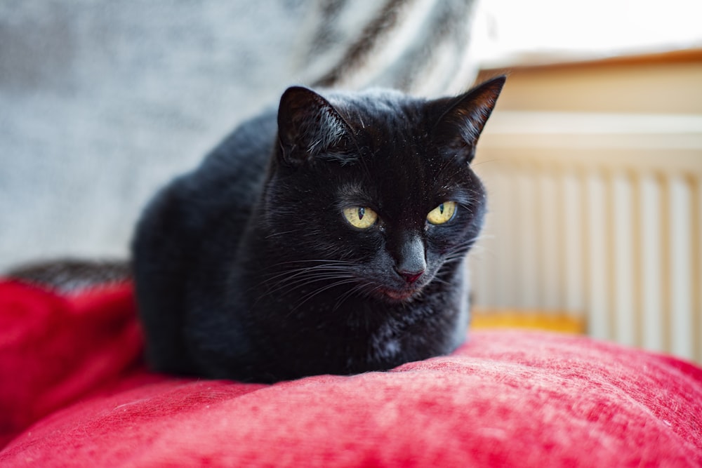 black cat on red textile