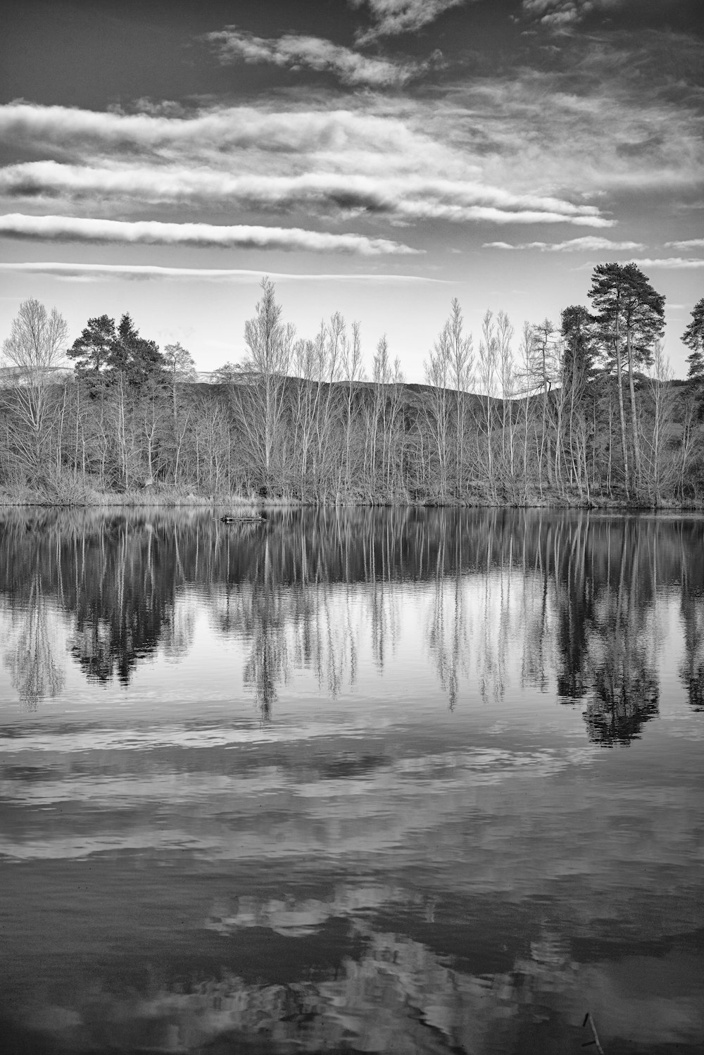 grayscale photo of trees near body of water