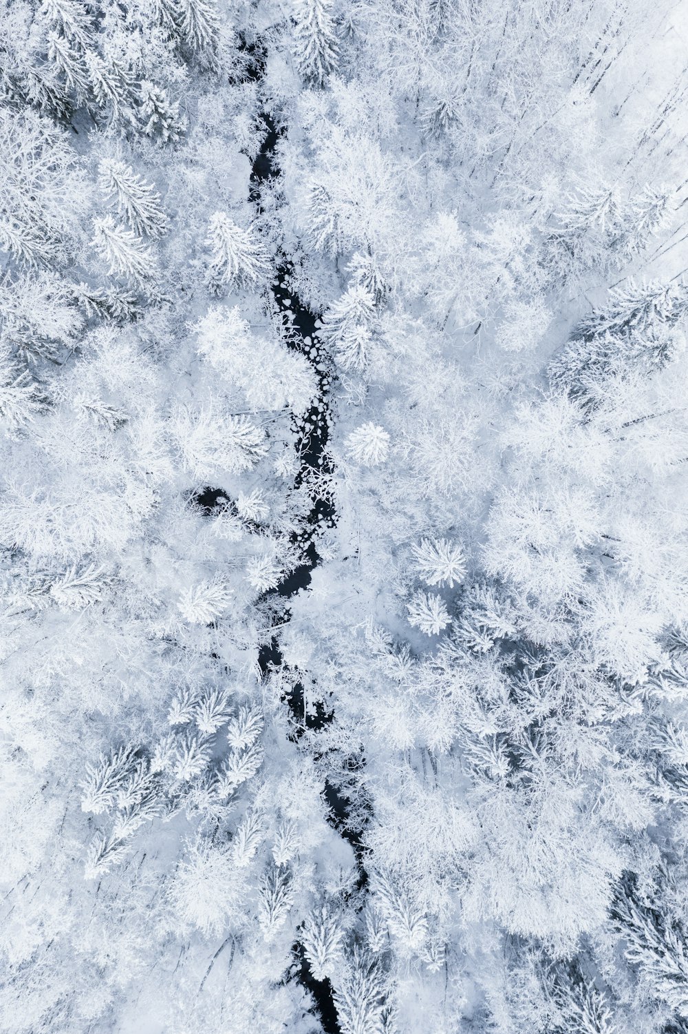 grayscale photo of trees covered with snow