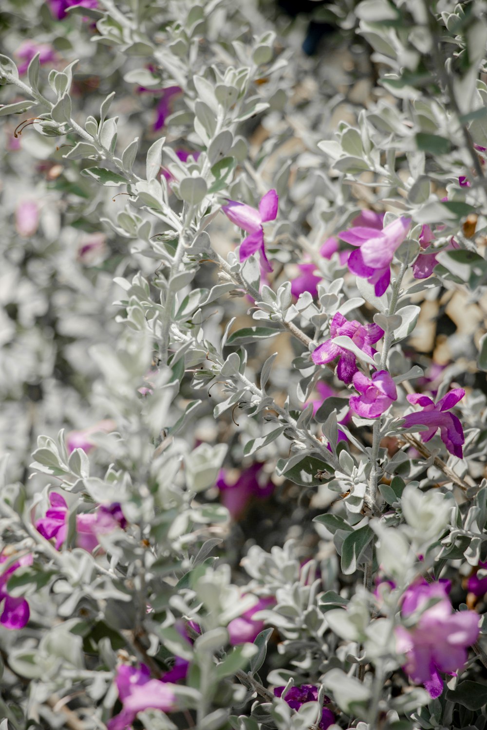 pink and white flowers in tilt shift lens