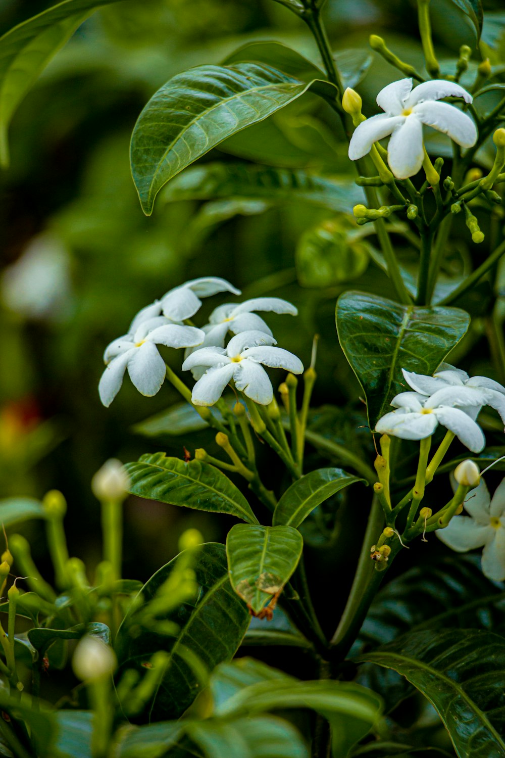 white flowers with green leaves