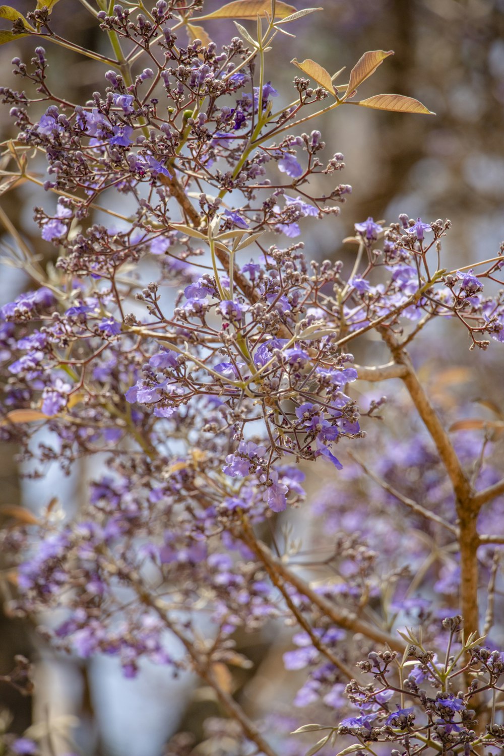 green plant with white flowers