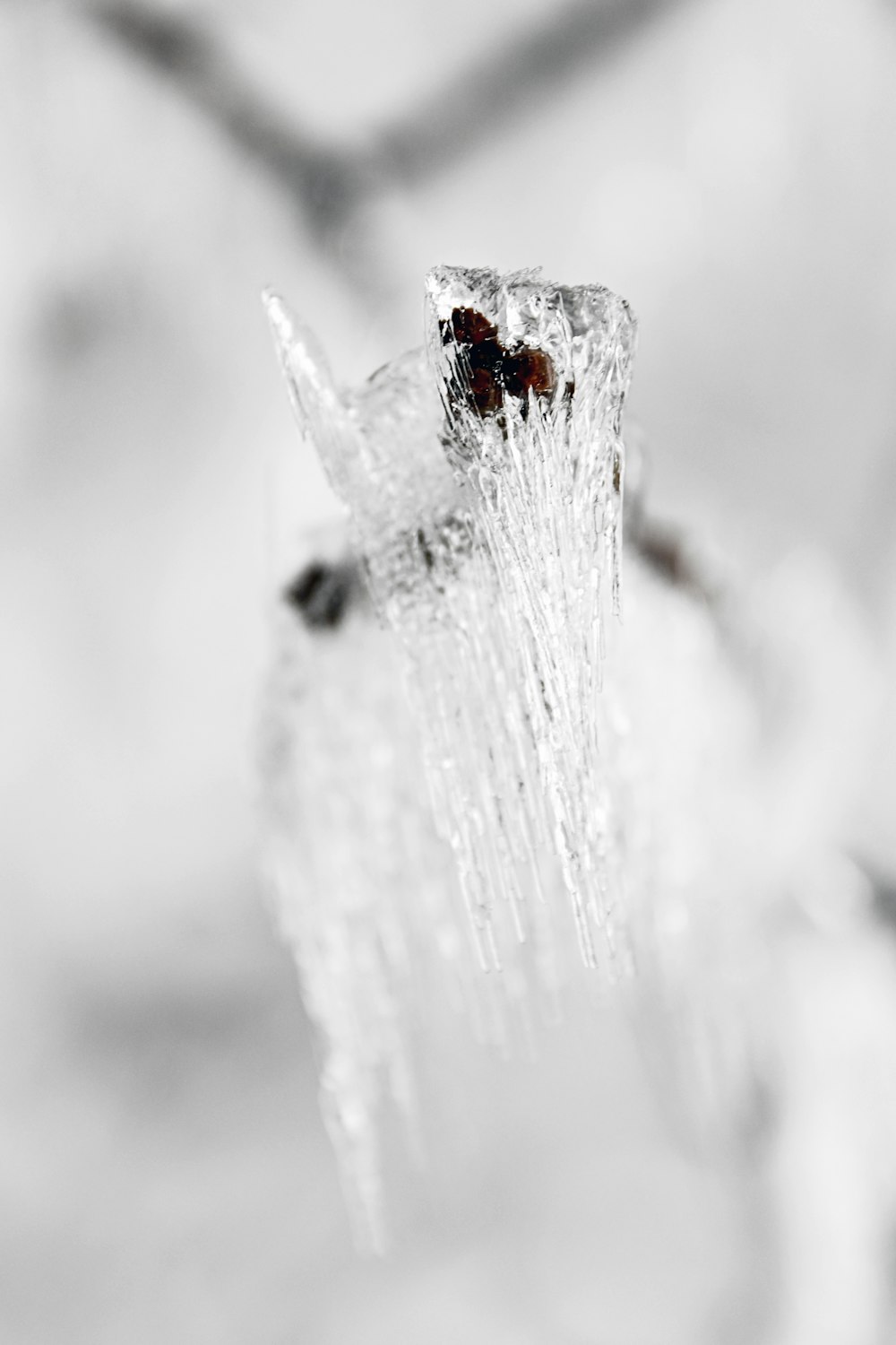 red and black ladybug on white snow