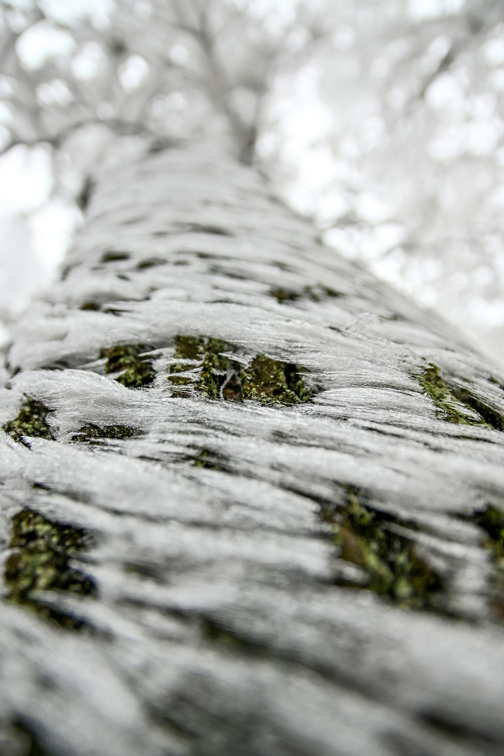 gray tree trunk in close up photography