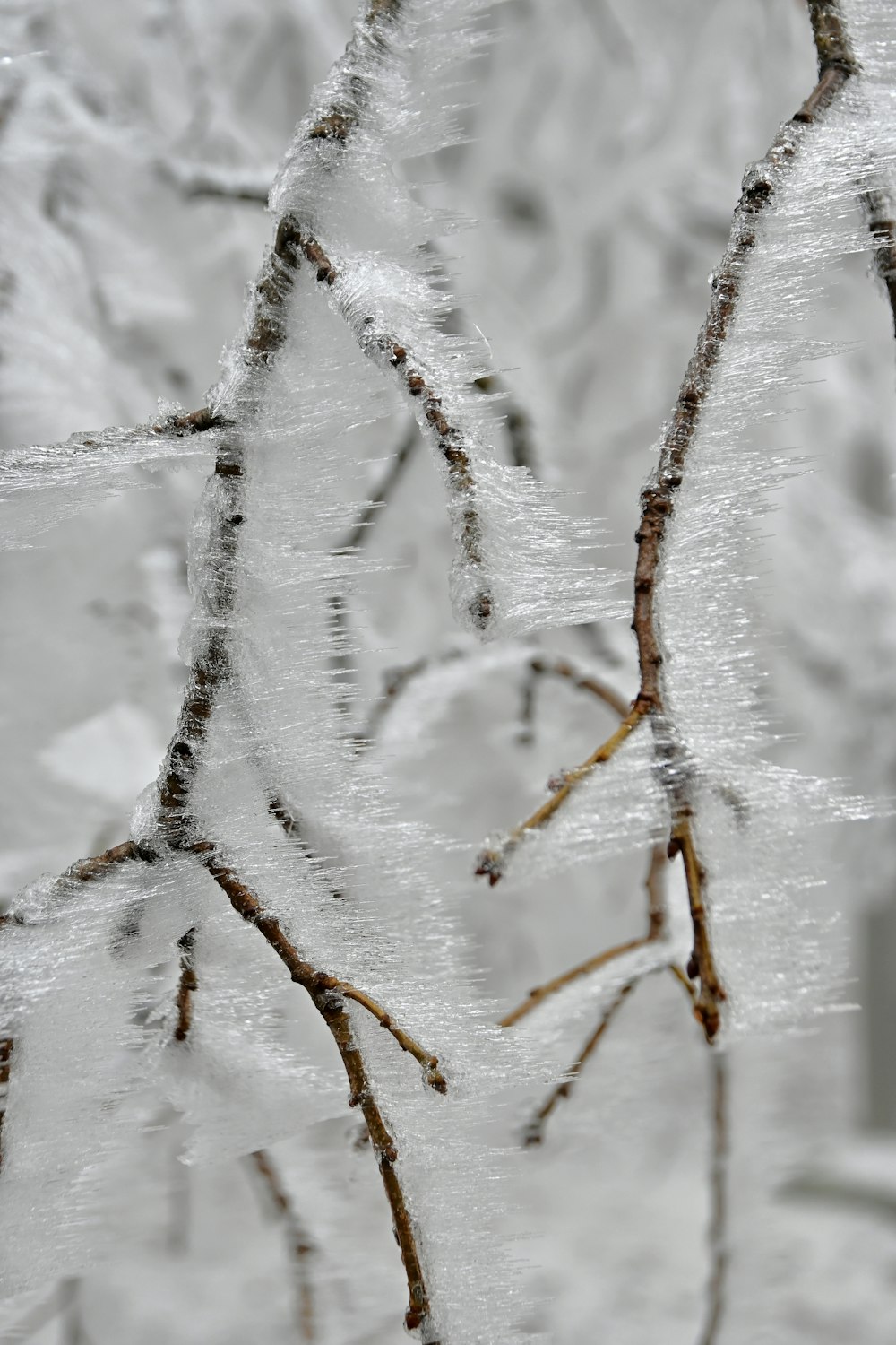 snow covered tree branches during daytime