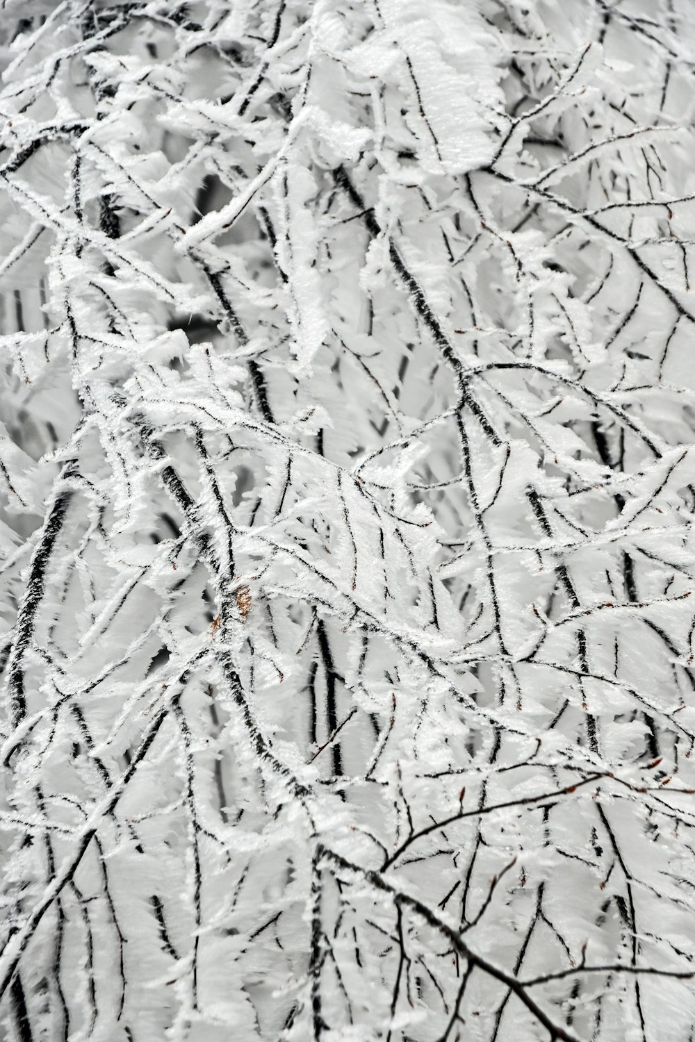 snow covered tree during daytime