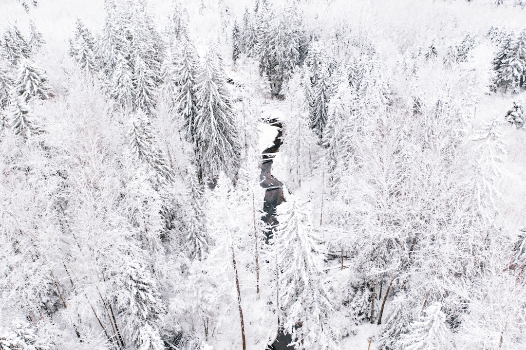 person in white shirt and black pants standing on snow covered ground surrounded by trees during