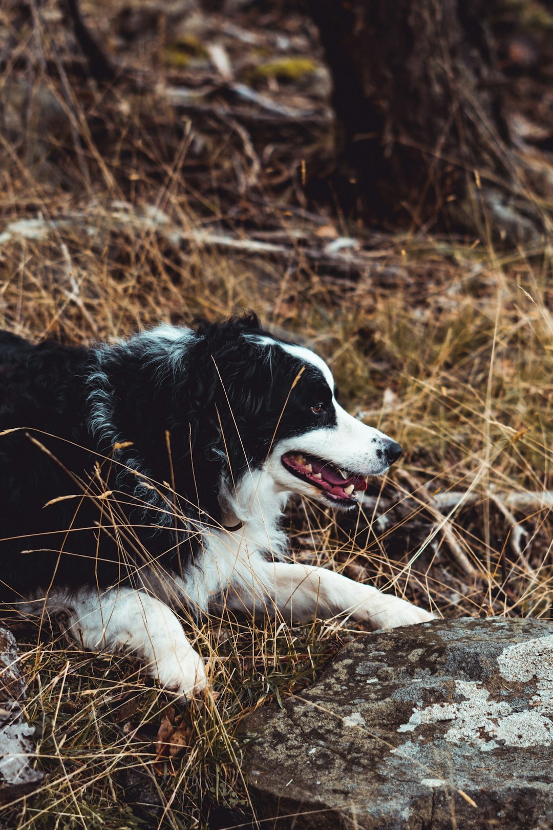 black and white border collie mix lying on brown grass field during daytime