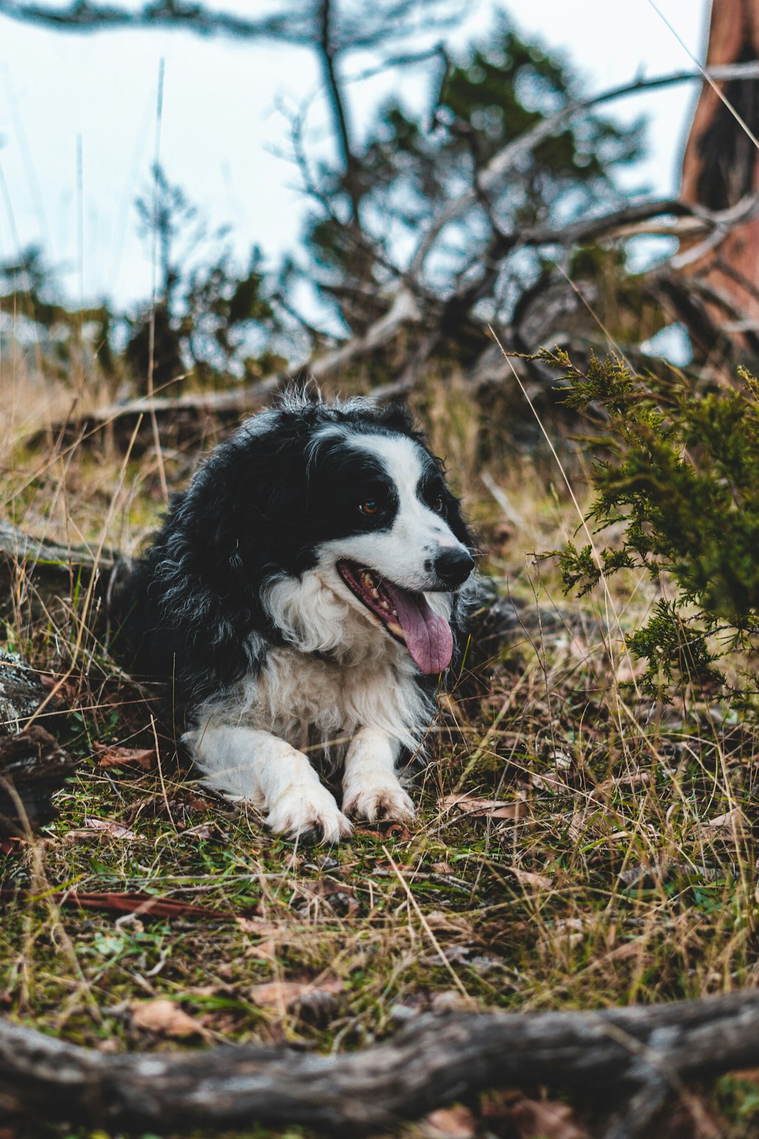 black and white border collie puppy on brown grass field during daytime