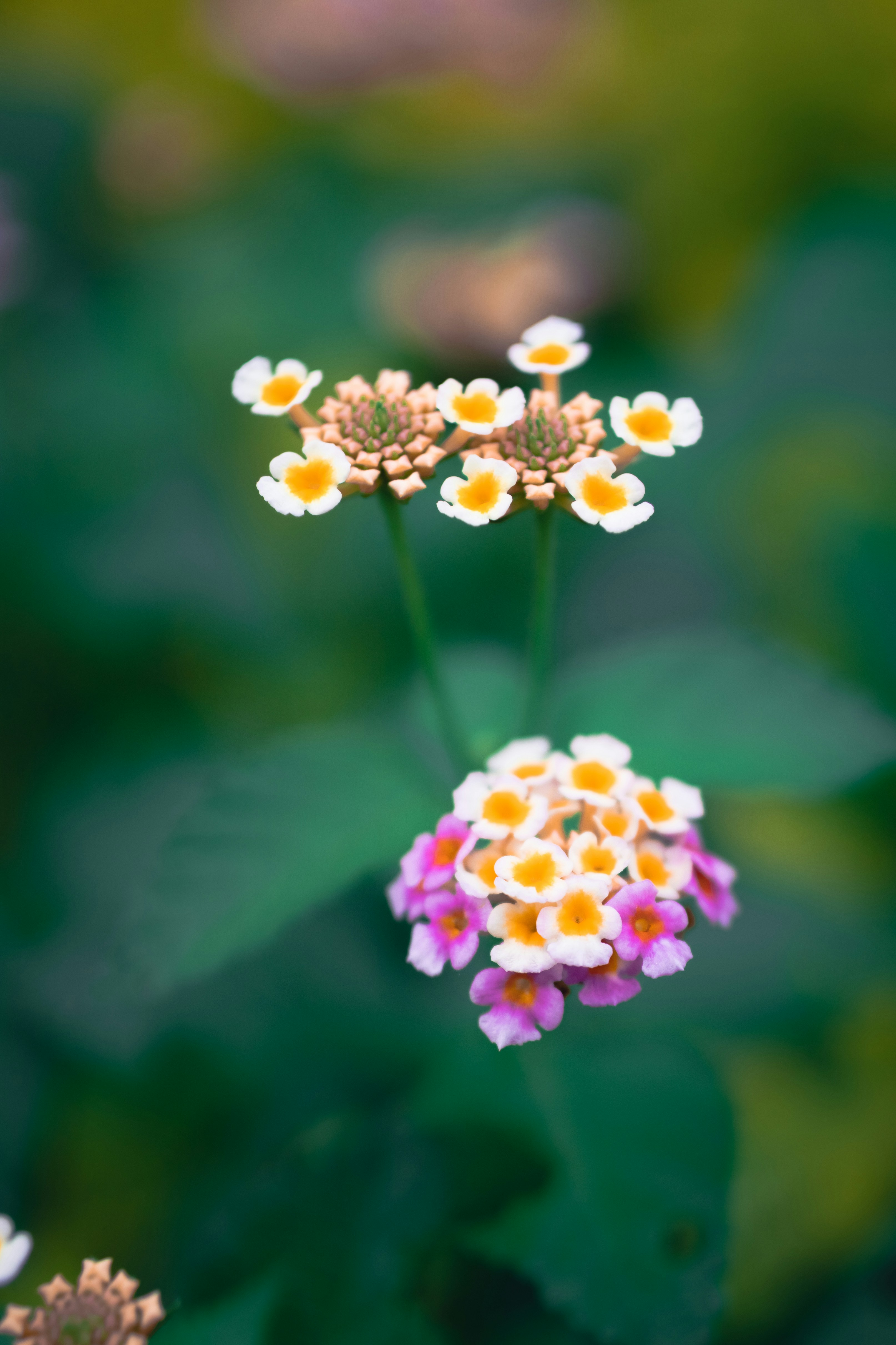 Photo by theriusphotography