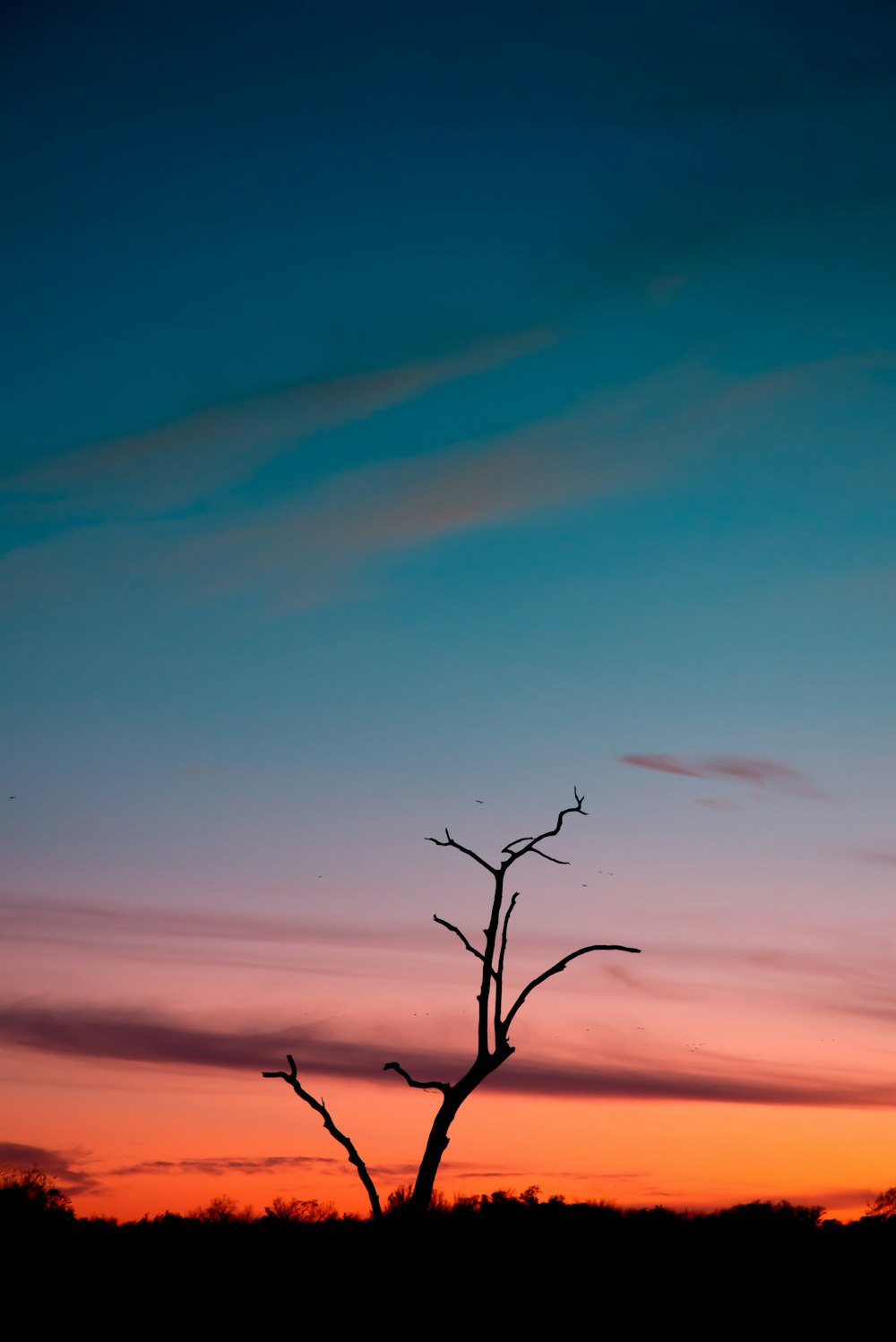 leafless tree under blue sky