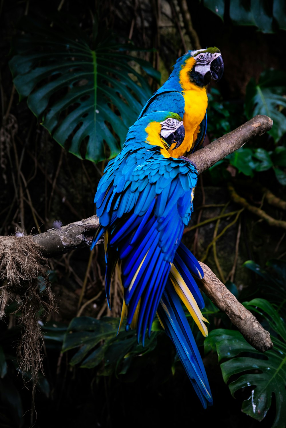 Guacamayo azul y amarillo en la rama marrón de un árbol