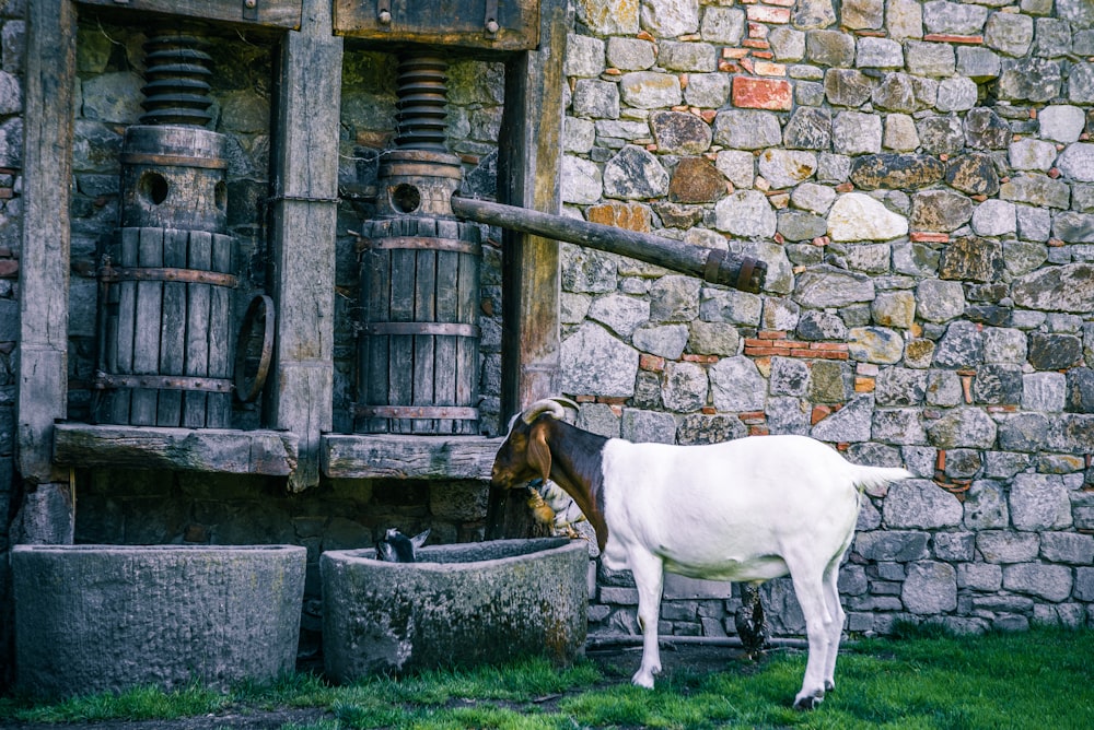 white and brown short coated dog standing on gray concrete brick wall during daytime