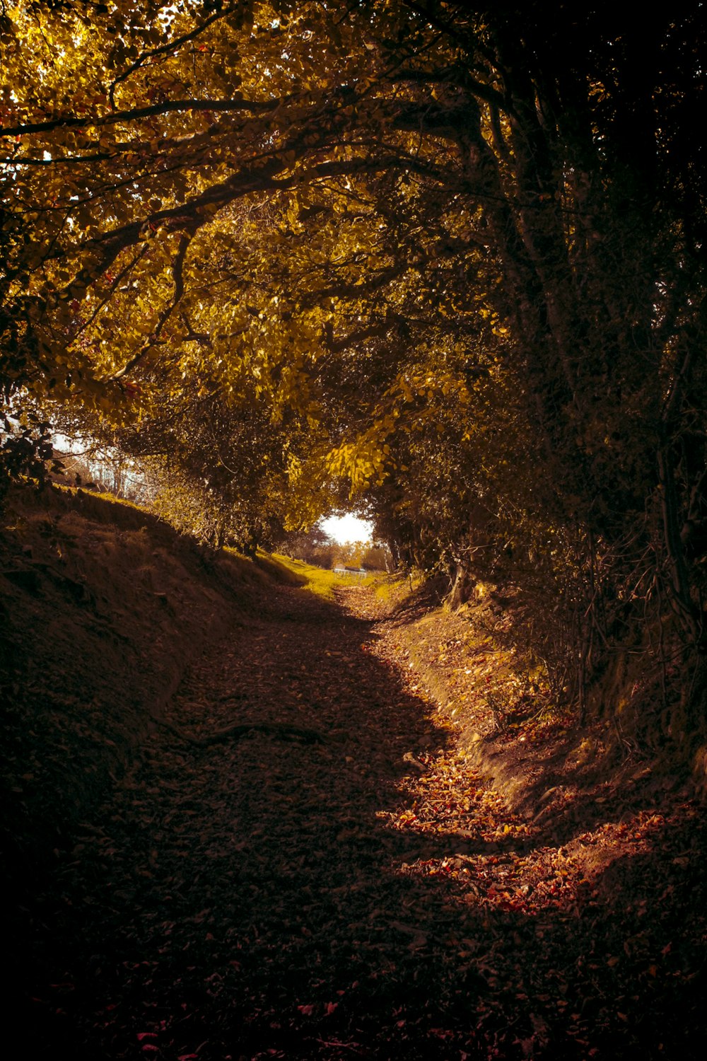 brown and green trees during night time