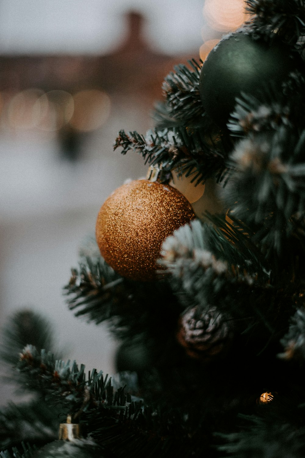 brown round fruit on green pine tree