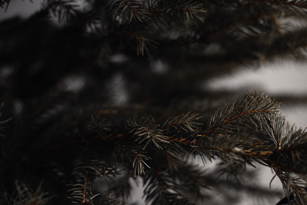 green pine tree in close up photography