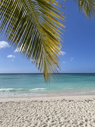 A tropical beach scene with a clear blue sky and turquoise ocean waves gently rolling onto the sandy shore. A large green palm frond arches over the scene from above, adding a sense of shade and tranquility.