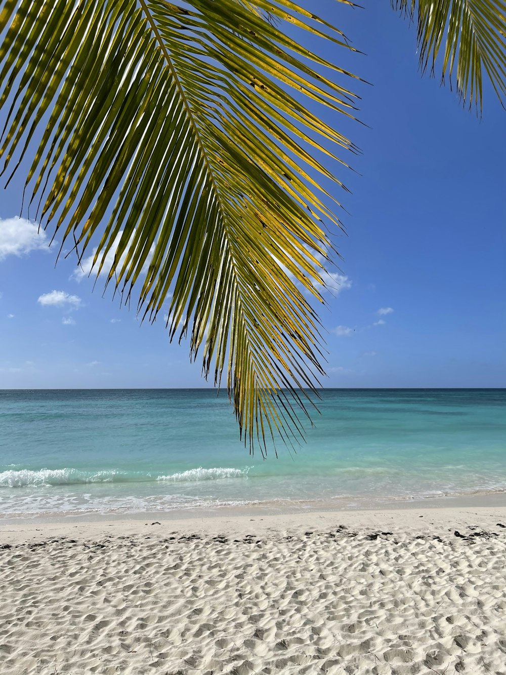 green coconut tree on beach during daytime