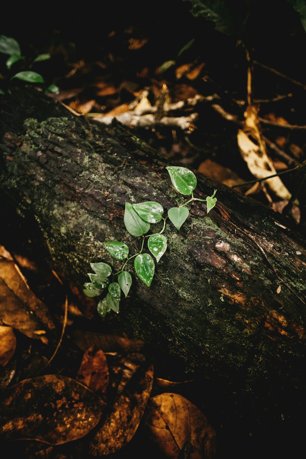 green leaves on brown tree trunk