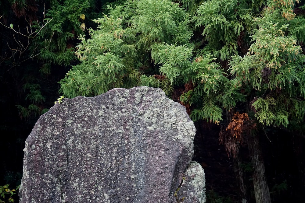 green plant beside gray rock