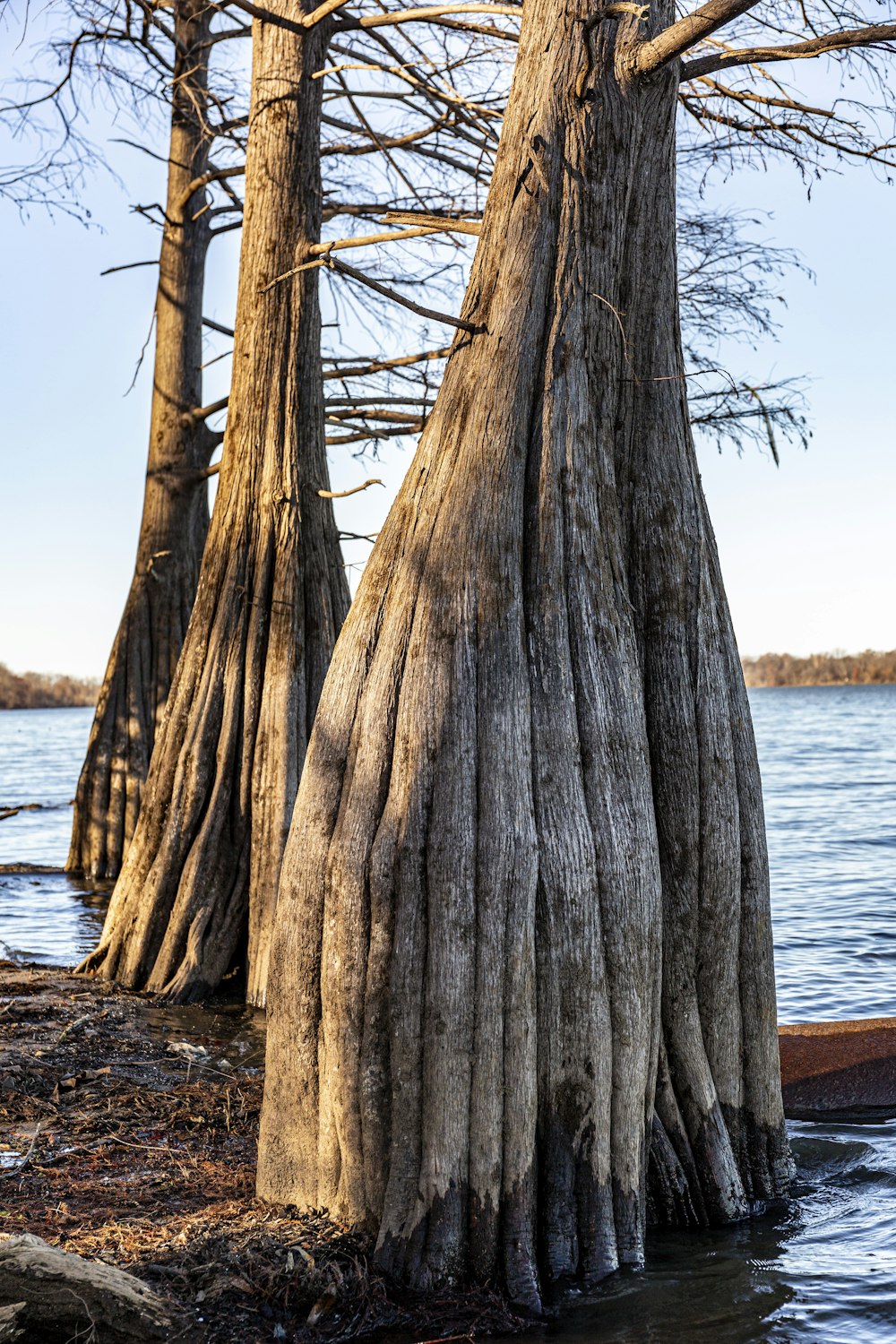 brown tree trunk near body of water during daytime