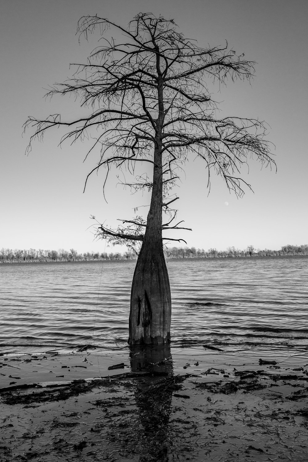 Foto en escala de grises de un árbol en el agua