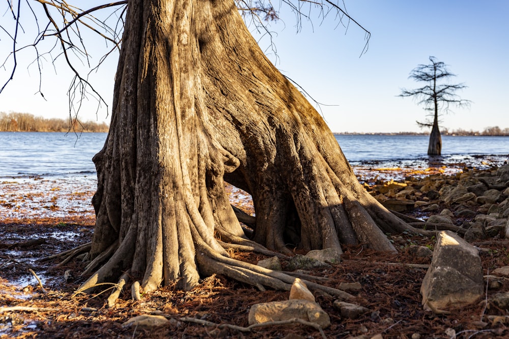 Tronco de árbol marrón en arena marrón cerca del cuerpo de agua durante el día