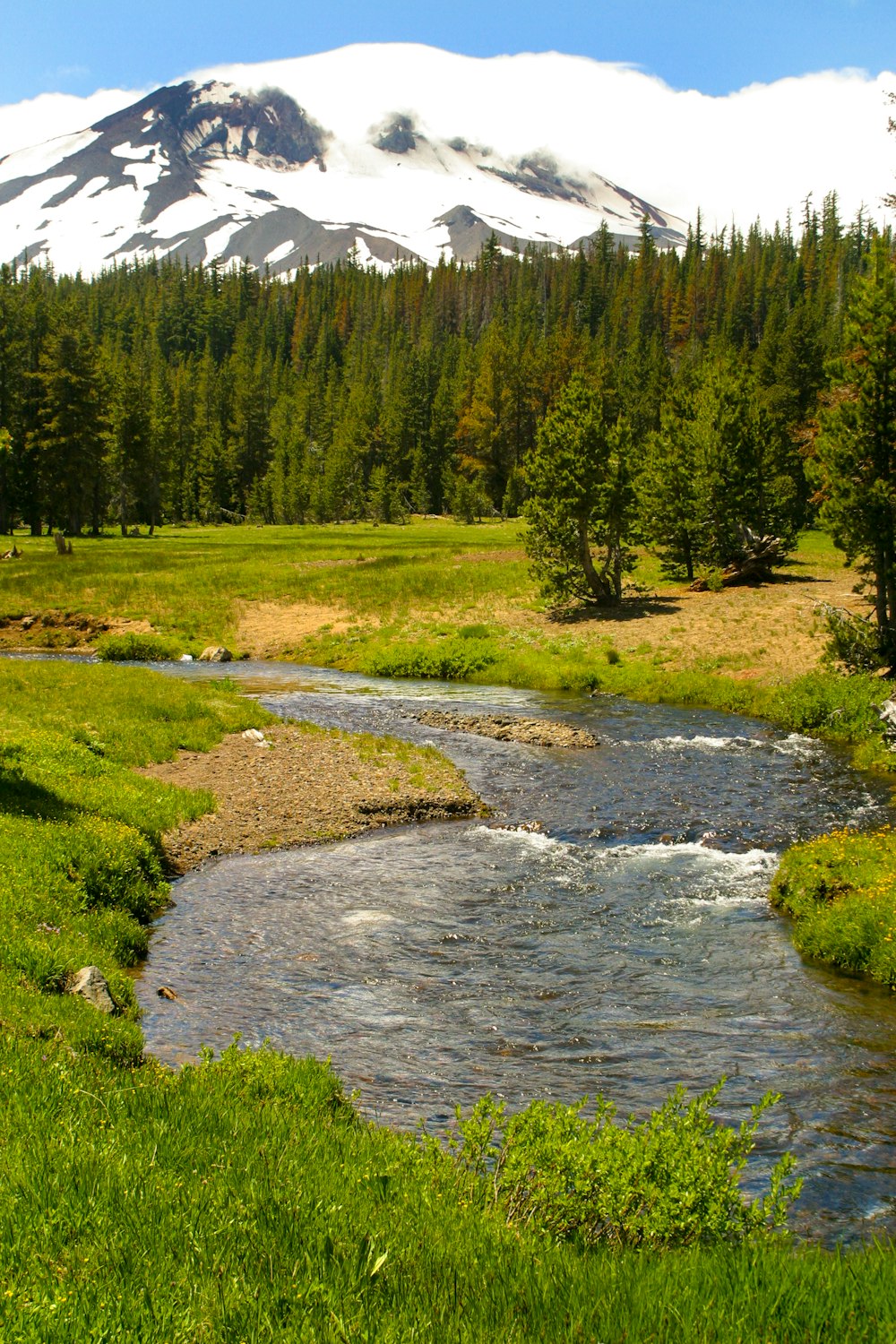 a stream running through a lush green forest