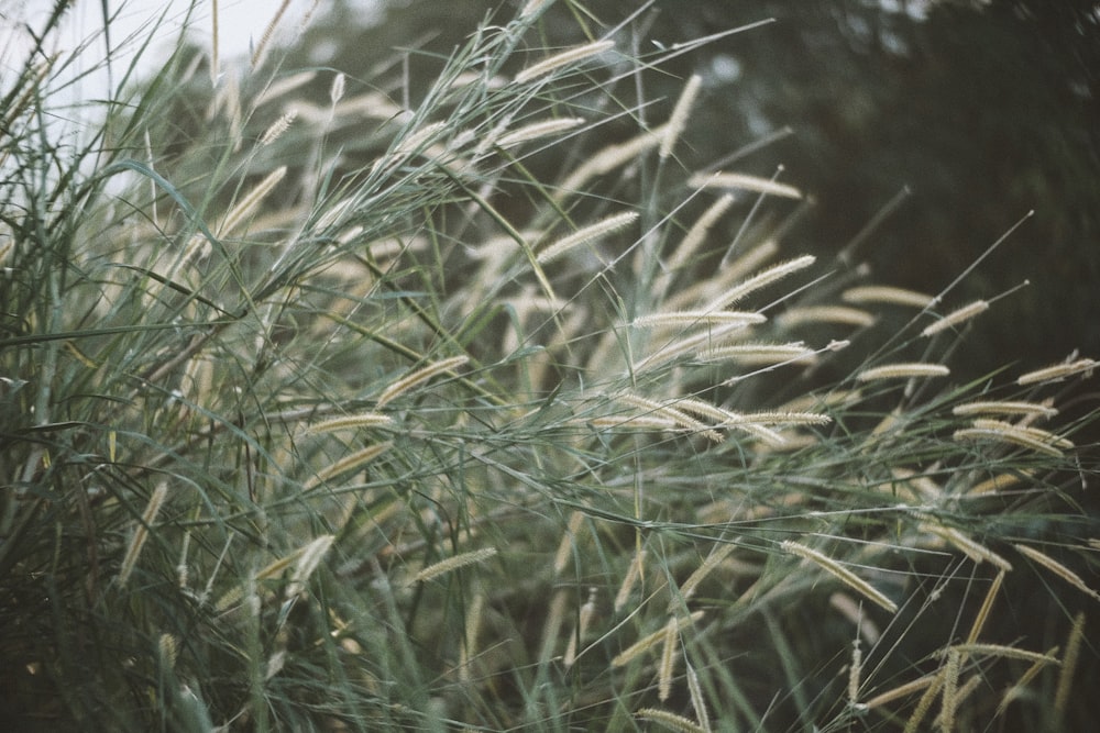 a close up of some grass with trees in the background