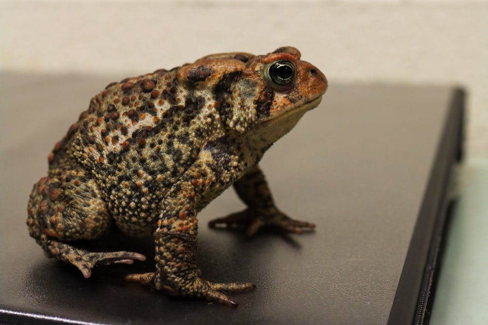 brown and black frog on white surface