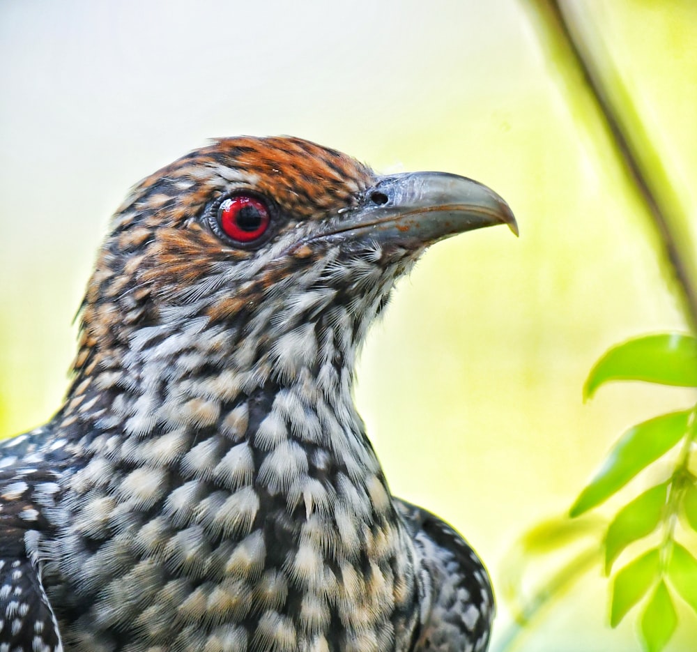 black and white bird on green plant