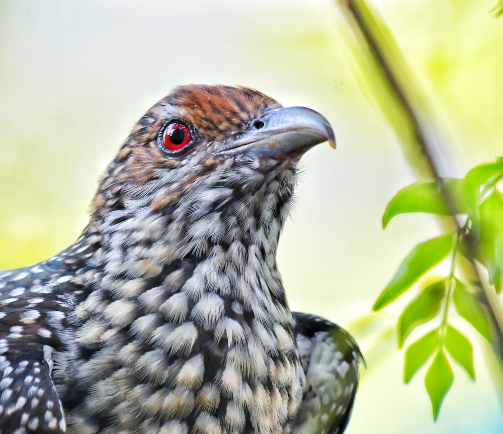 black and white bird on brown tree branch during daytime