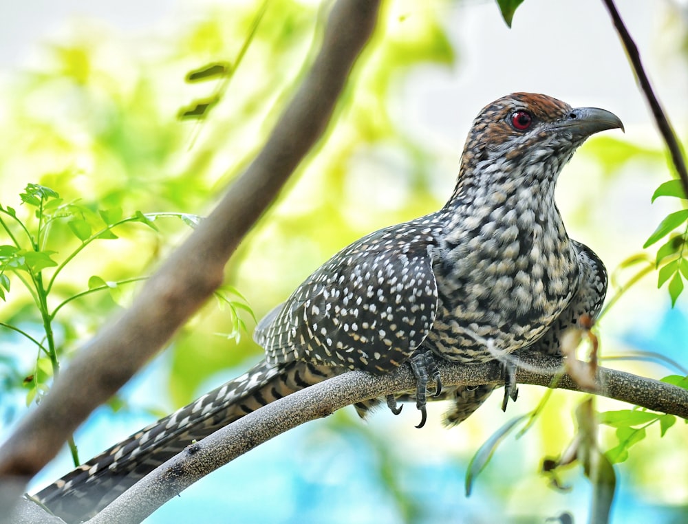 black and white bird on tree branch during daytime