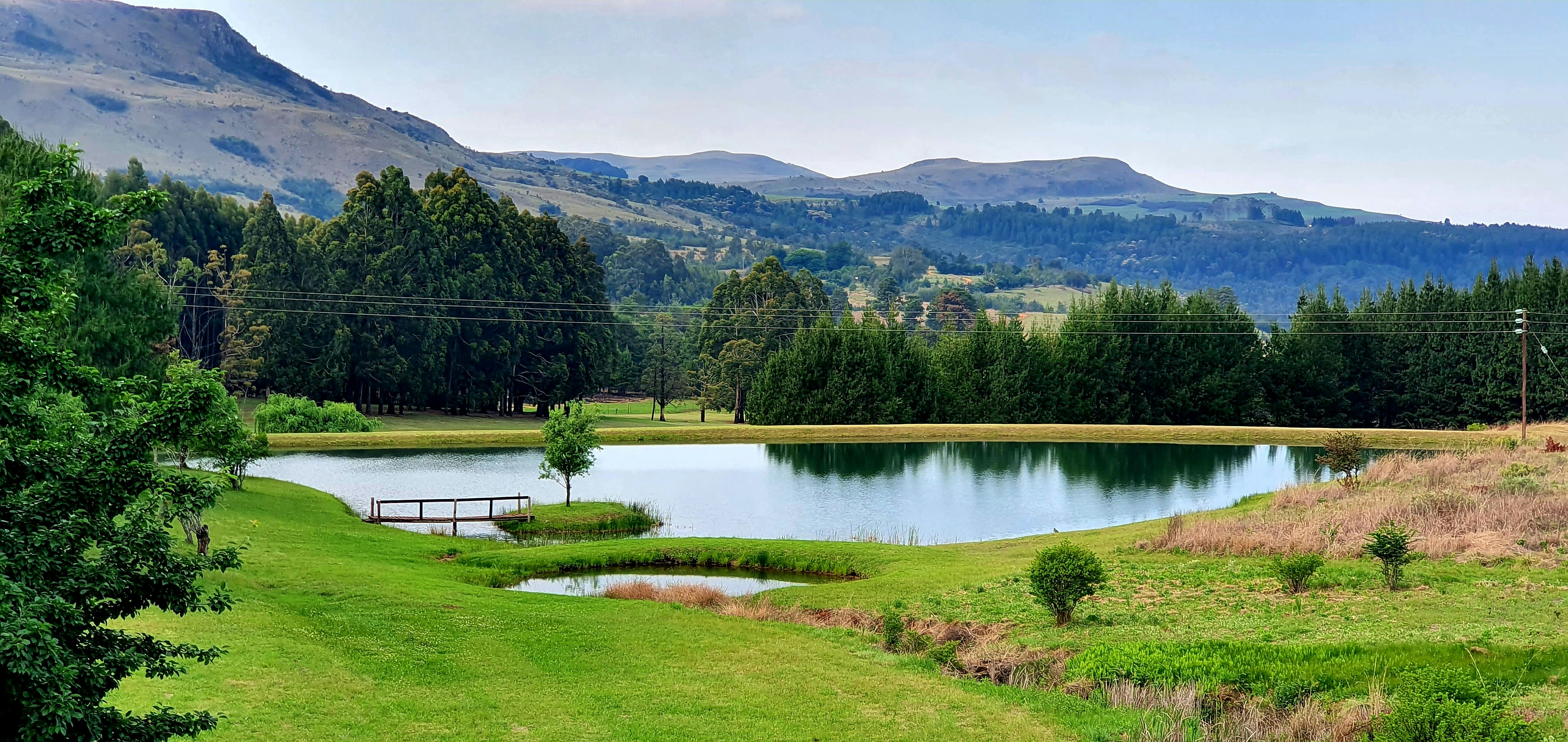 green trees near lake during daytime