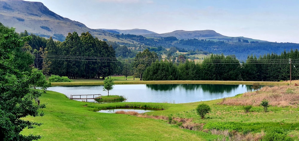 green trees near lake during daytime