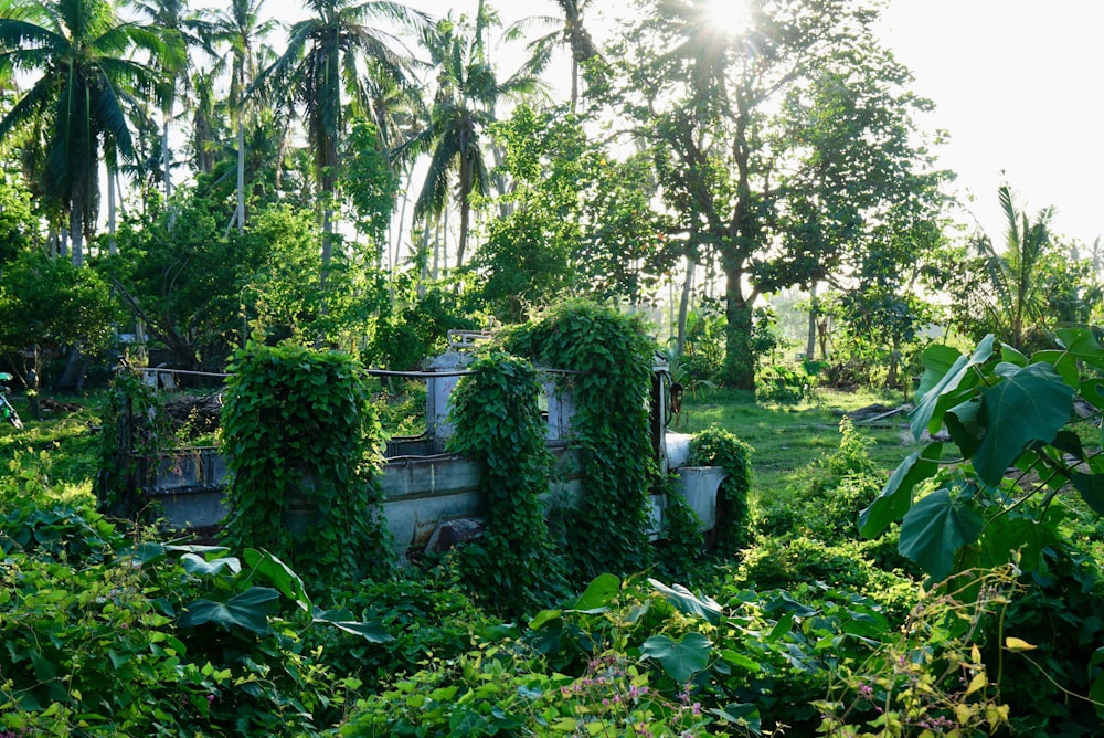 green trees and plants during daytime