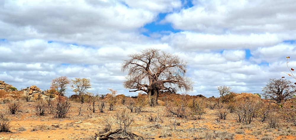 leafless tree on brown field under blue sky during daytime