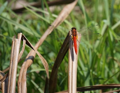 Close-up of a vibrant red dragonfly perched on a reed in the Breton marsh