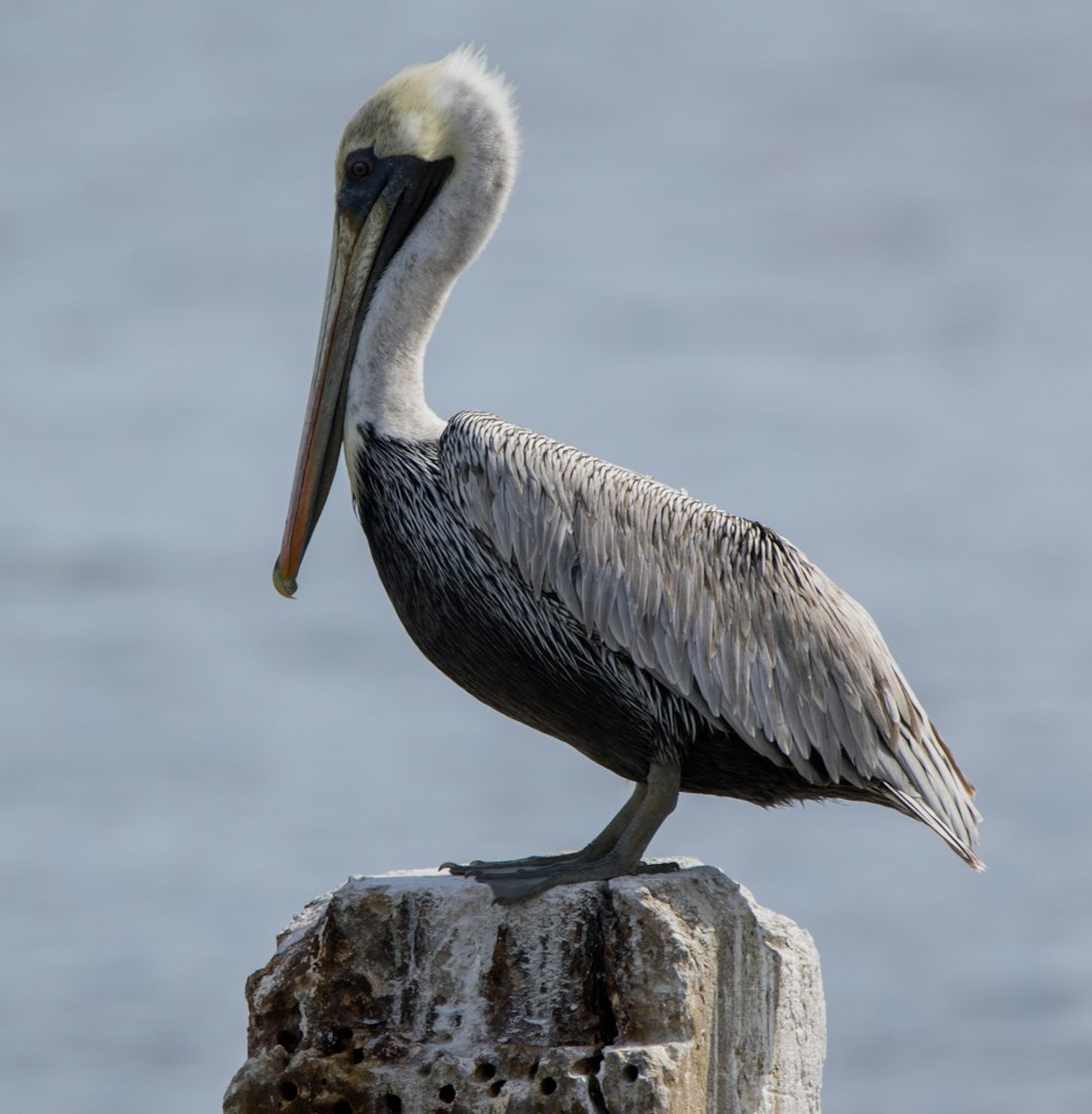 pelican on brown wooden log during daytime