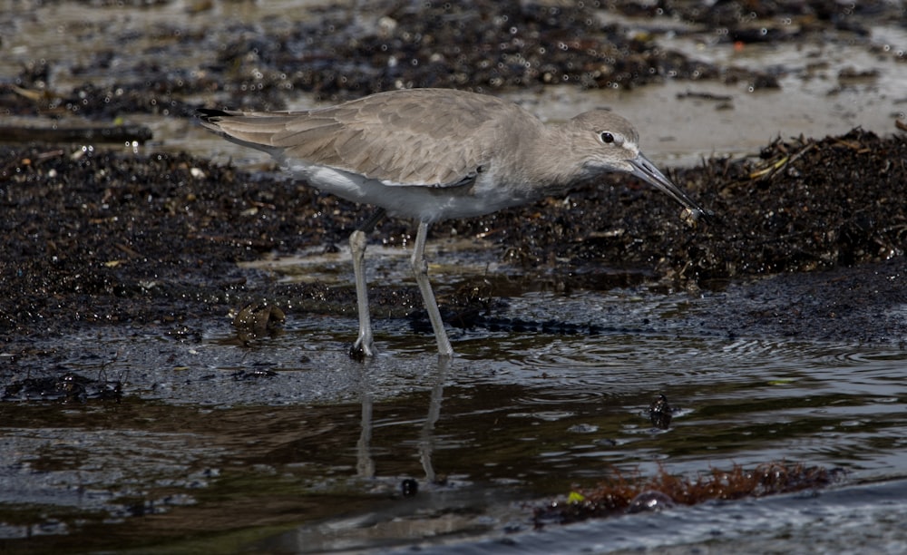 brown and white bird on water during daytime