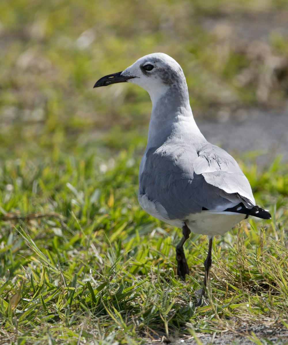 white and gray bird on green grass during daytime