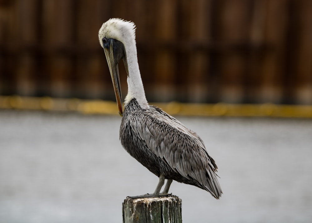 pelican on brown wooden post during daytime