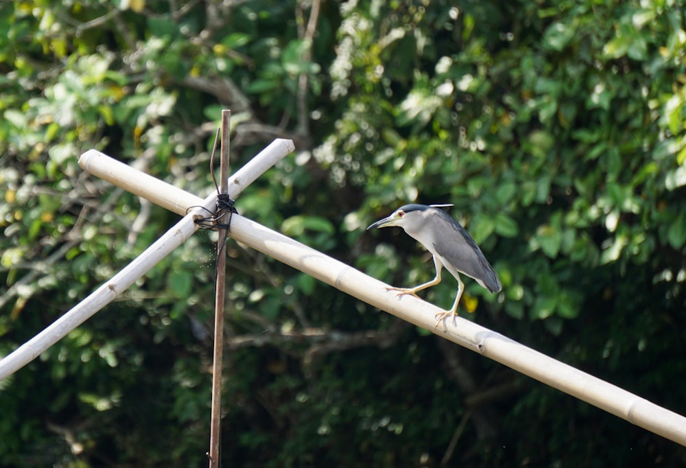 grey and white bird on brown wooden stick during daytime