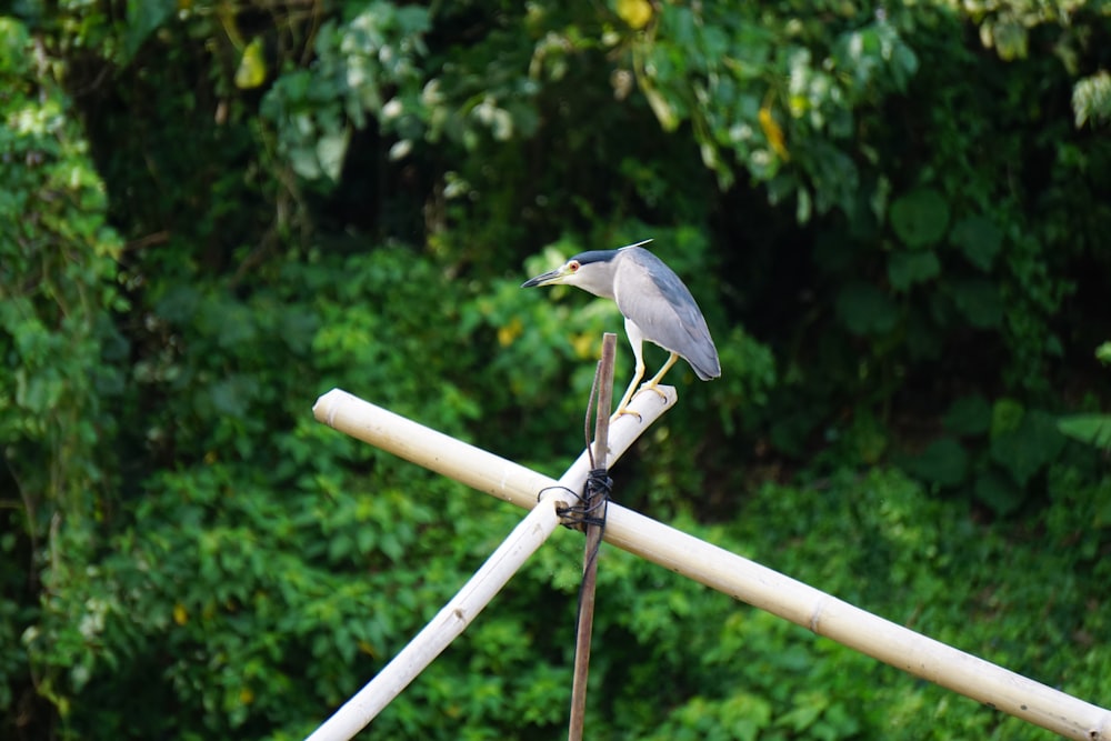 grey bird on brown wooden stick during daytime