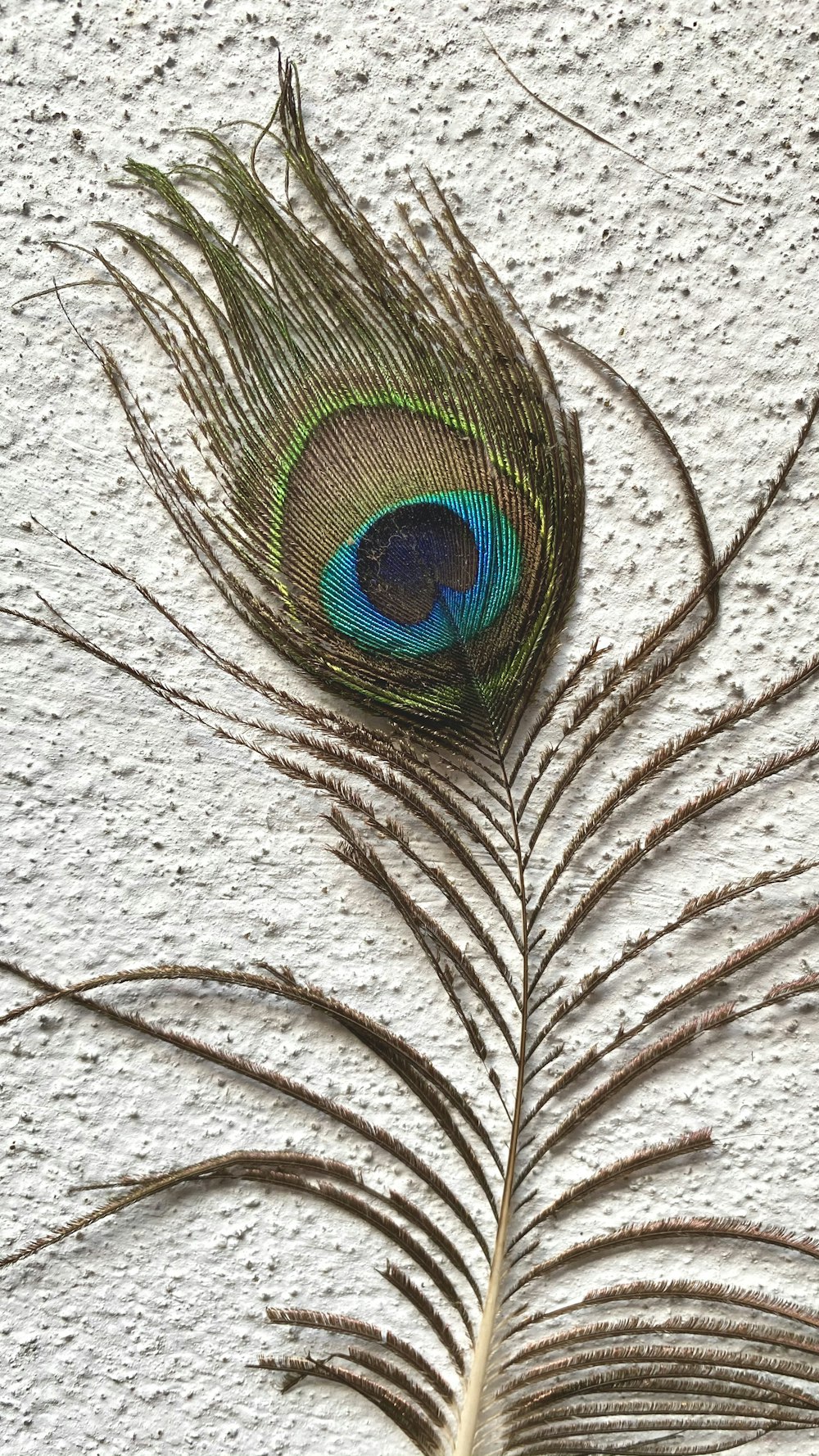 blue green and brown peacock feather