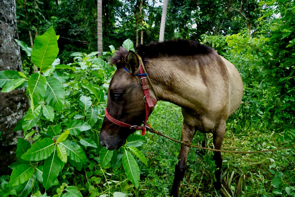 brown horse eating grass during daytime