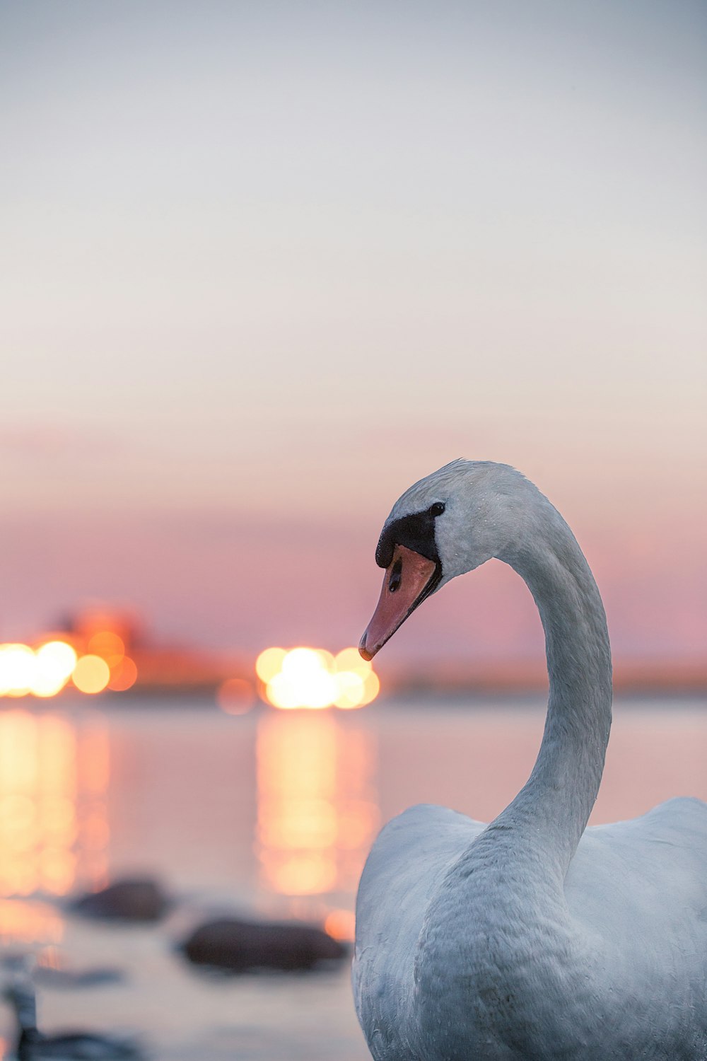 white swan on water during daytime