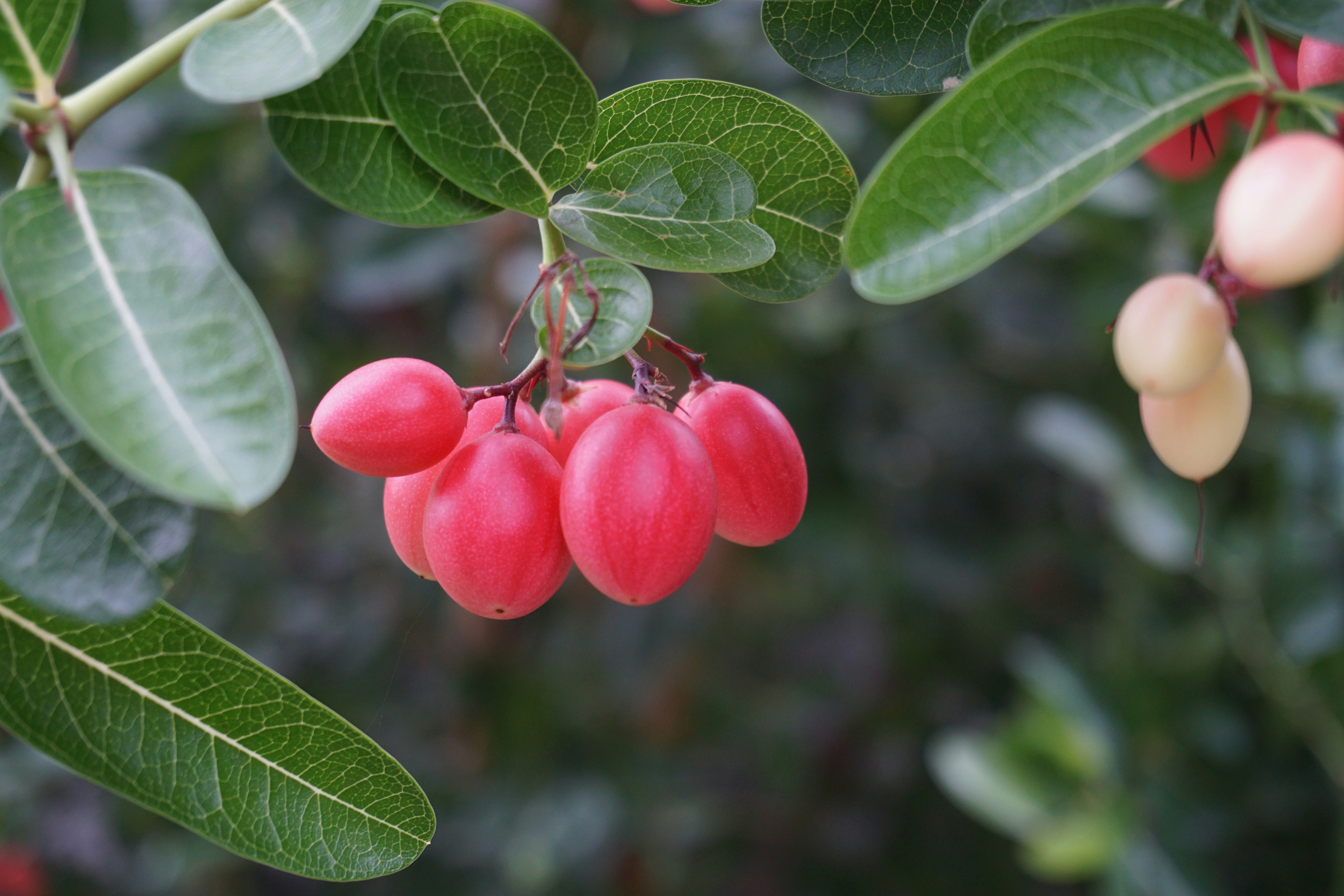 red flower with green leaves