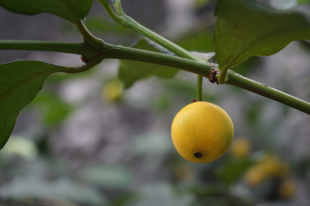 yellow round fruit on green stem